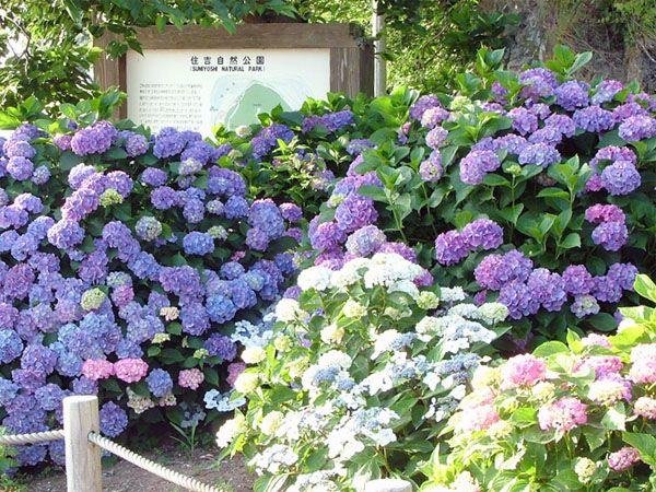 🌳 스미요시 자연공원(스미요시 시젠코엔)